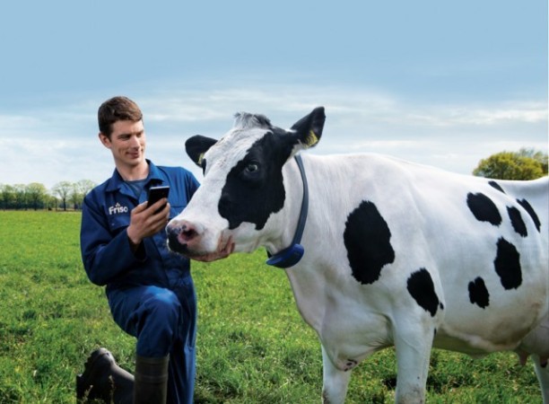 cow health